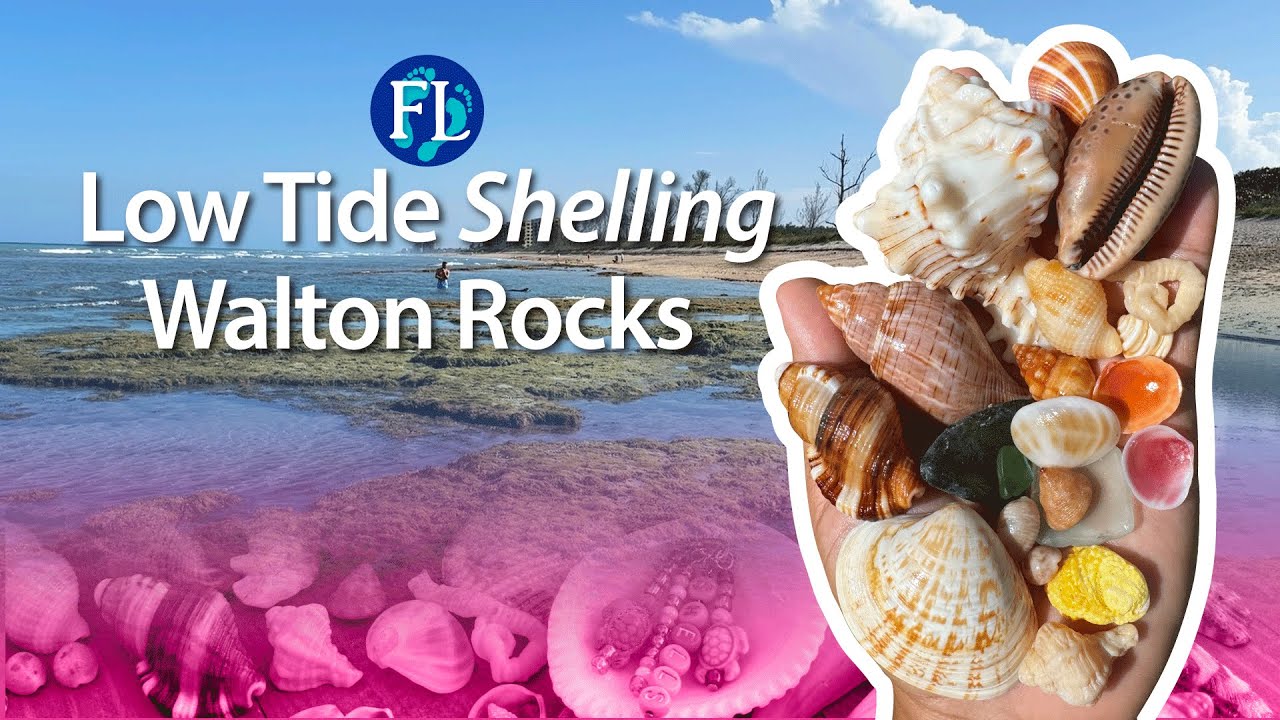 Shelling Walton Rocks Beach at low tide over 4 days!