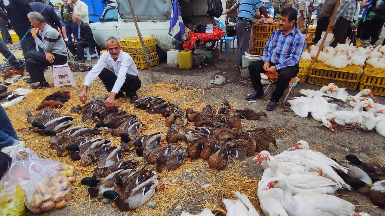 Iran's Weekly Animal & Livestock Market! | Real Local Life in North Iran 🇮🇷.جمعه بازار