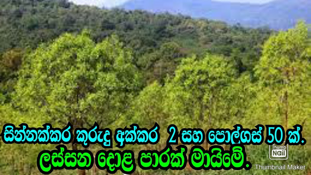 Akkara 2 ka kurudu wagawa saha polgas 50 godak aduwata./ Mathara Land/Cinamod Land/www.podimalli.lk