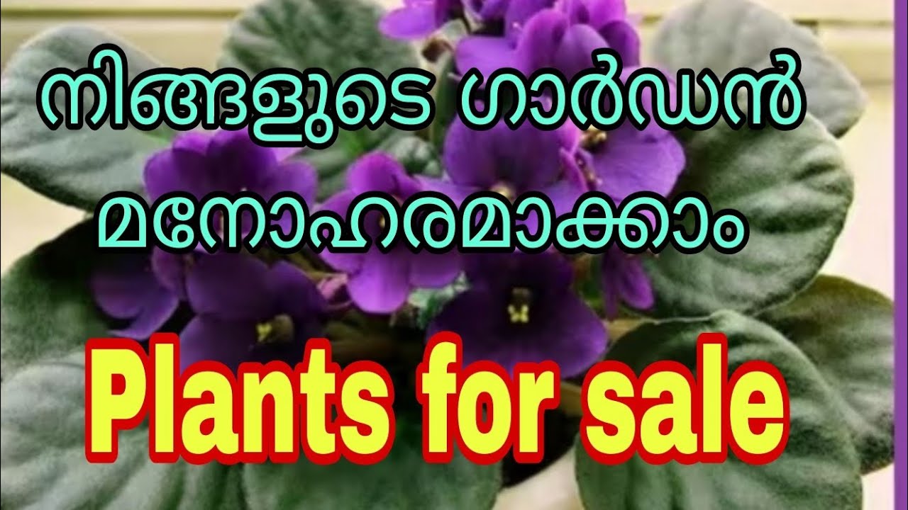 ഗാർഡൻ മനോഹരമാക്കാൻ പ്ലാന്റ്സുകൾ വാങ്ങാം കുറഞ്ഞ വിലയി||Tasty world 