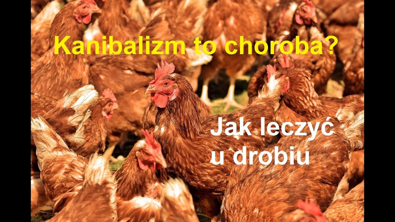 Odcinek 129 Co to jest kanibalizm w hodowli kur. Co zrobić by się nie dziobały? Porady w opisie