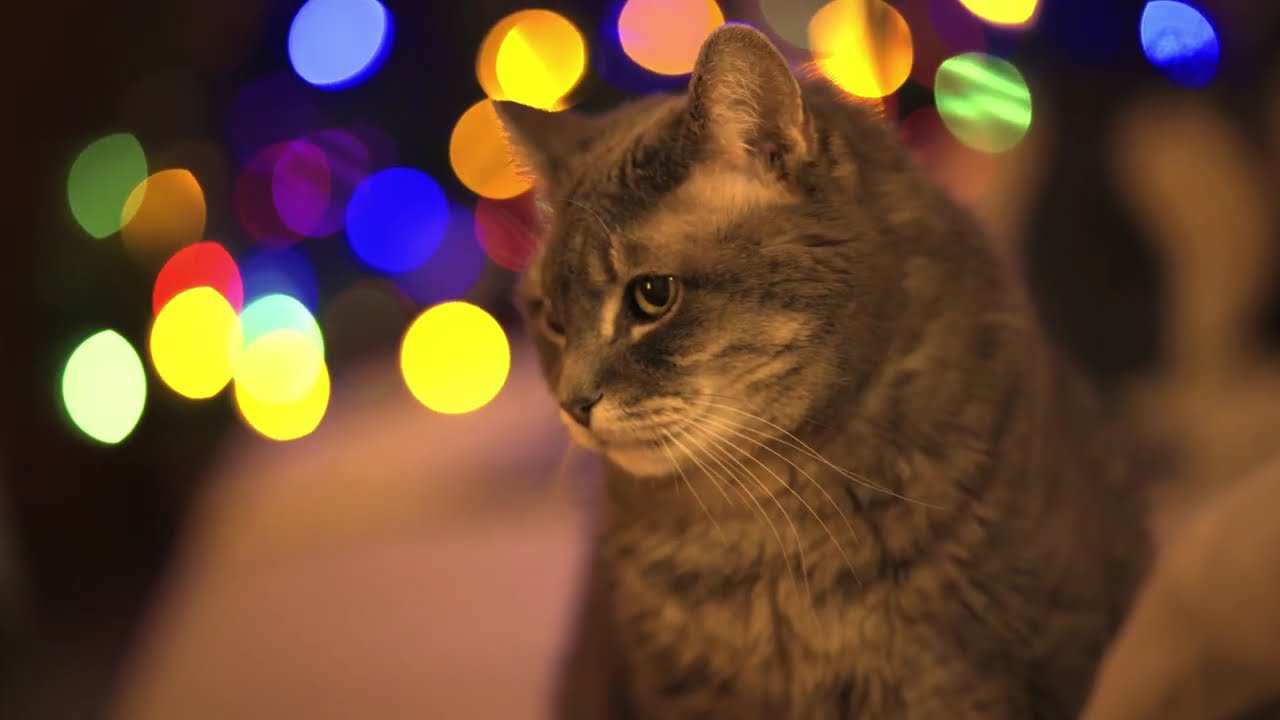 Pranu's cozy winter [4K - Calming cat video]