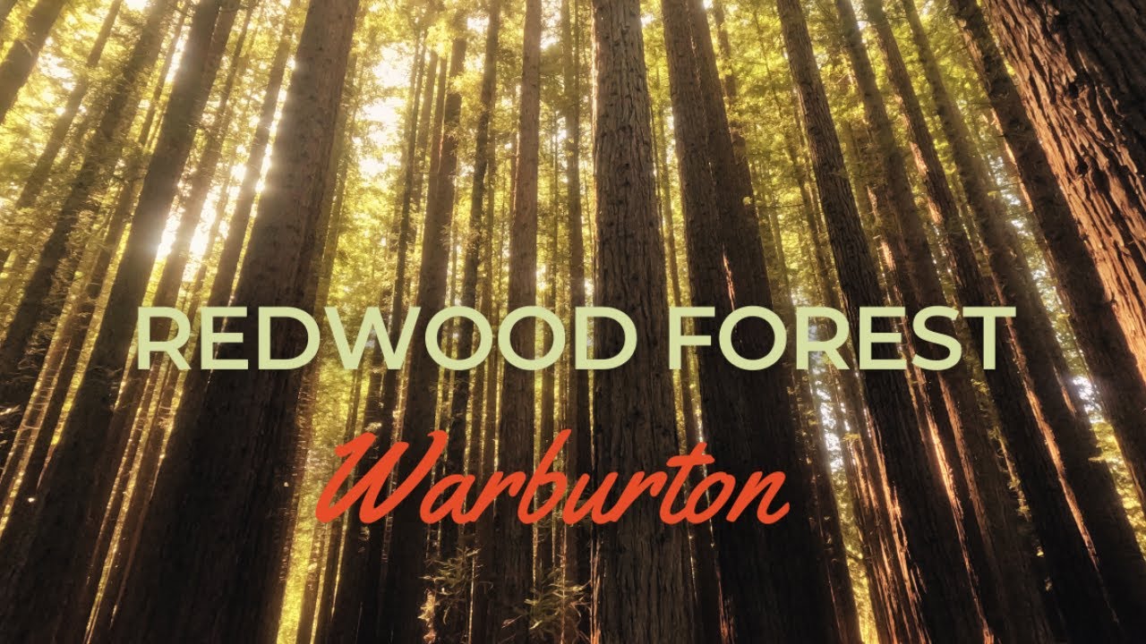 Redwood Forest, Warburton Victoria Australia