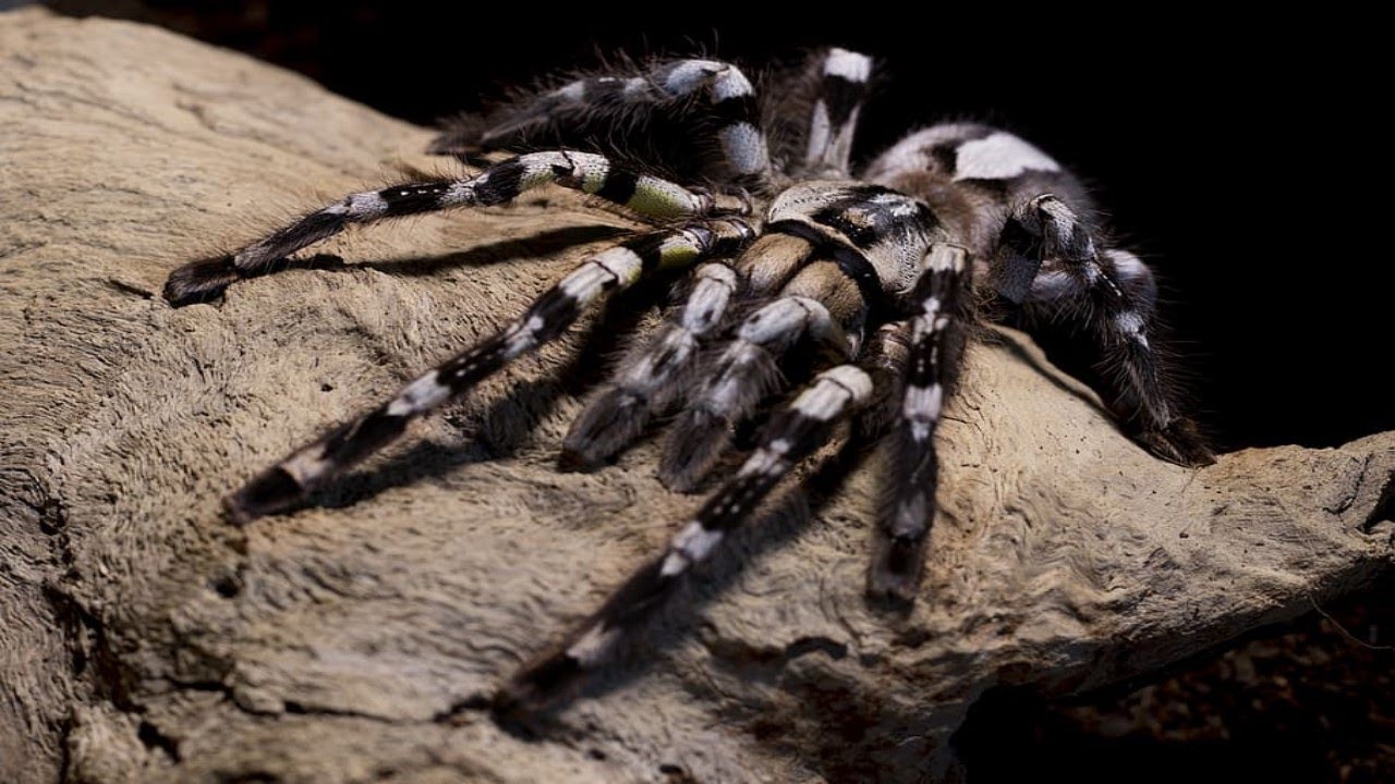 PROG  DARK 👿 PSYCHEDELIC DARKNESS TRANCE - ARACHNOPHOBIA MIX 2022