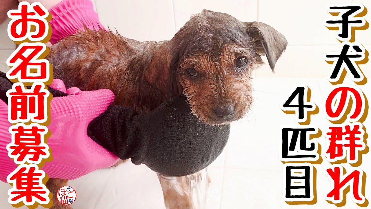 【子犬　野犬　お名前募集】４匹目　保護した子犬のお名前募集