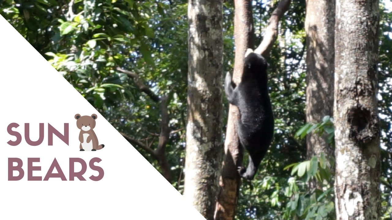 The Smallest Bears in the World. Sepilok, Malaysian Borneo