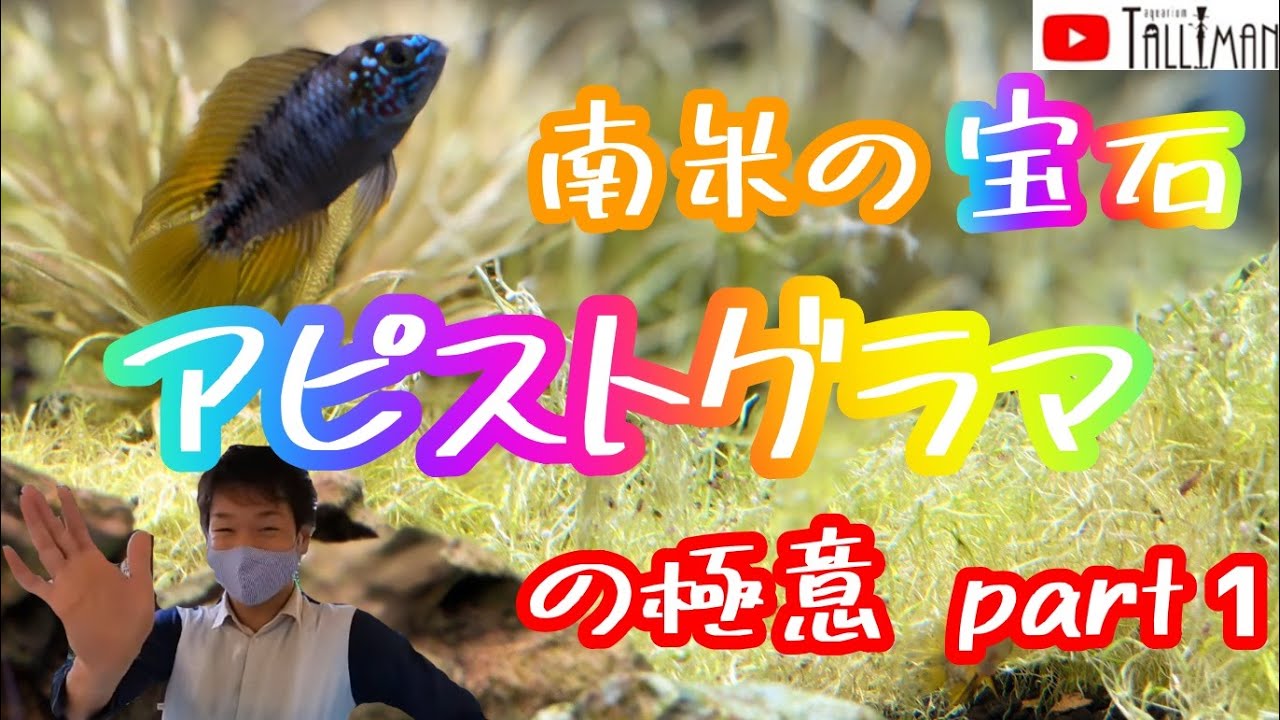 アピストグラマの極意〜トールマンTV〜