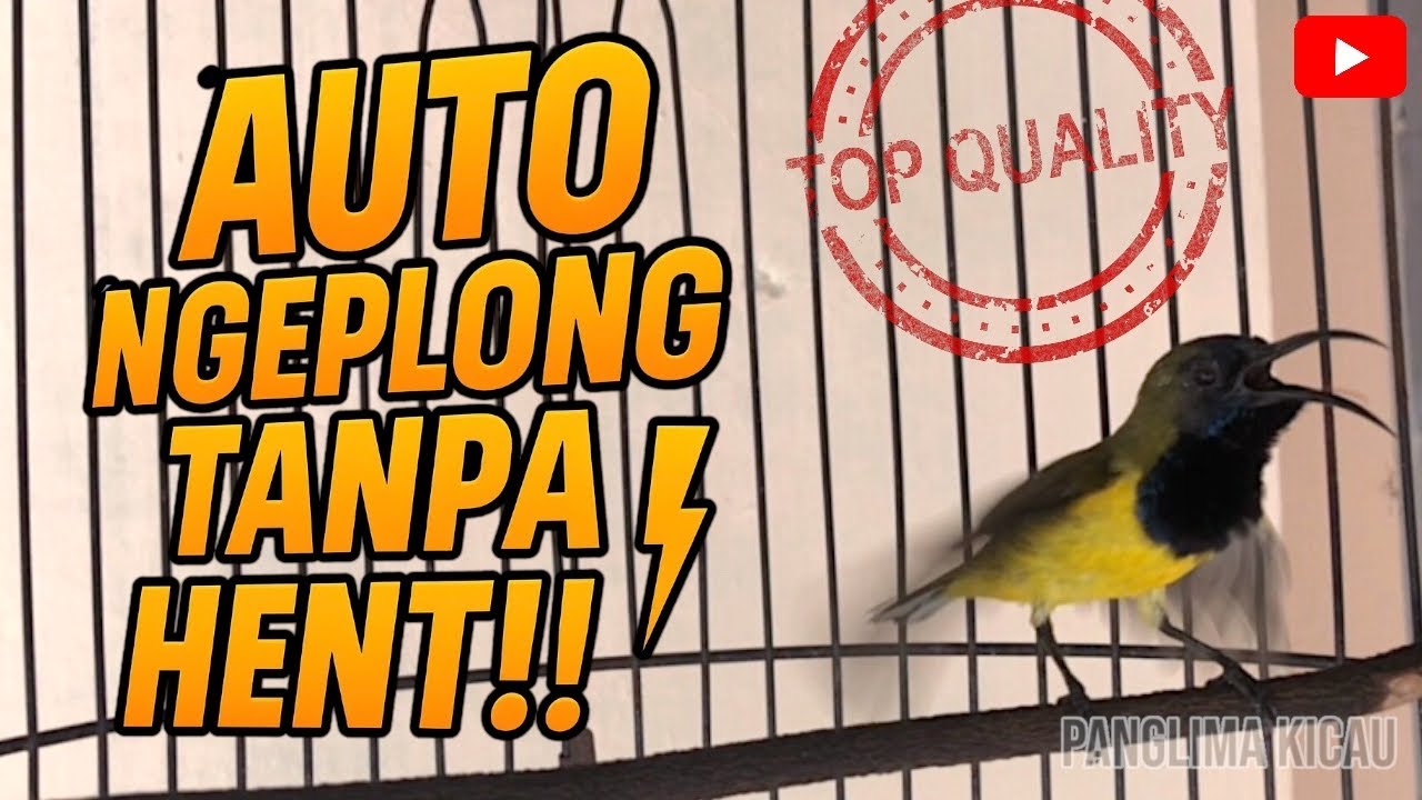 NAIK EMOSI!! Dengar Pancingan Langsung Nyaut Keras #sogon #sogongacor #sogokotong 