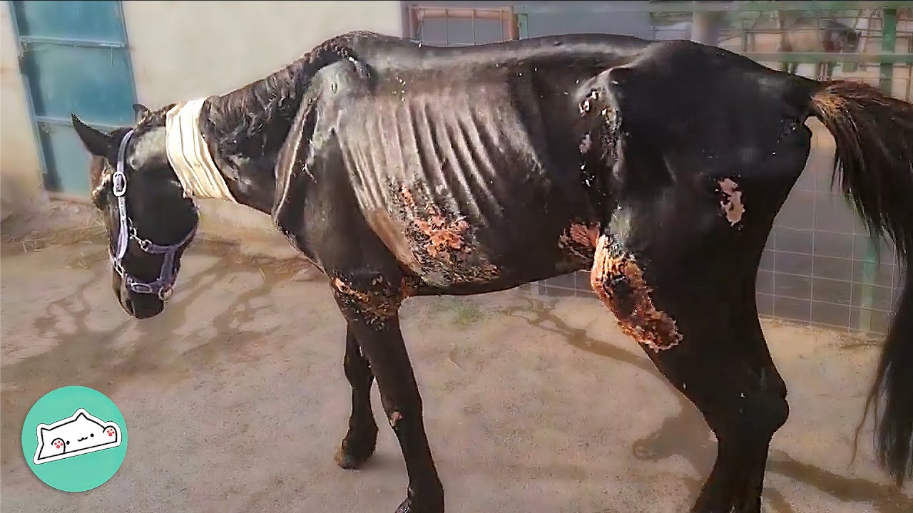 Police Found Horse On The Side Of The Road. Now He Lives A Full Life | Cuddle Buddies