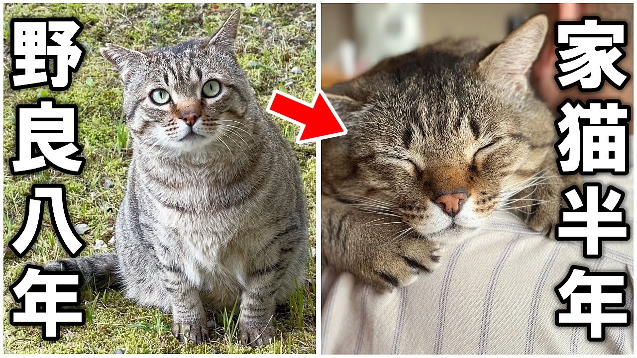 ピースケがうちの子になって半年経ちました【元野良猫】