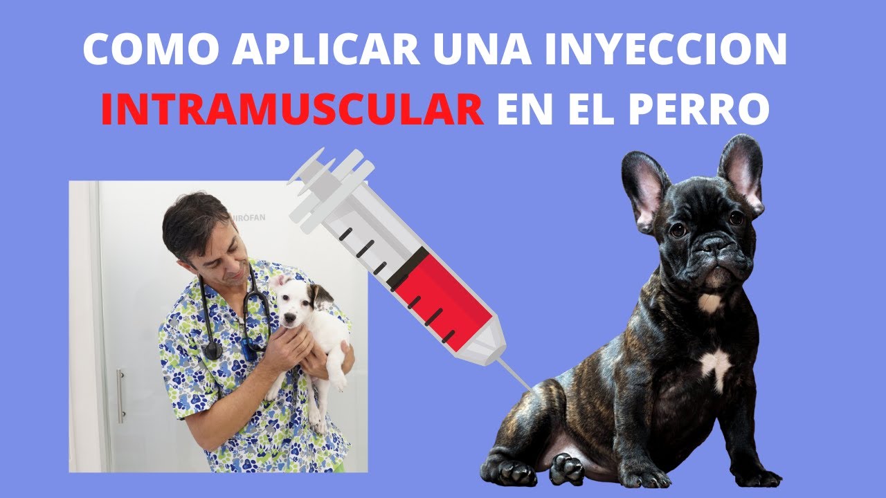 🖍 🖍  Como aplicar una INYECCION INTRAMUSCULAR en el perro 🖍🖍