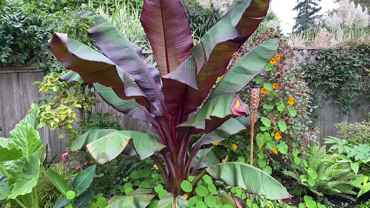 Prepping a Red Abyssinian Banana for Winter Storage