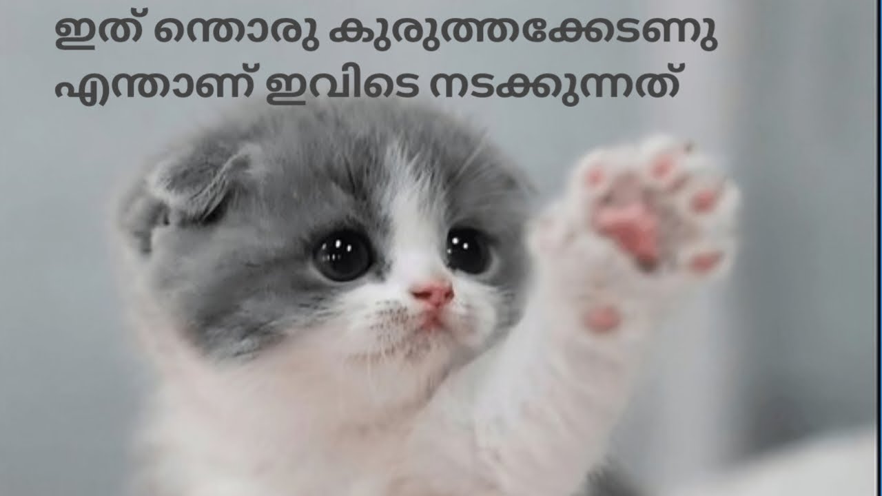 കുട്ടിപട്ടാളത്തിന്റെ കുരുത്തക്കേടുകൾ ഹമ്പോ 😌😉