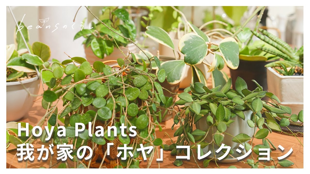 我が家のホヤを全てご紹介します！