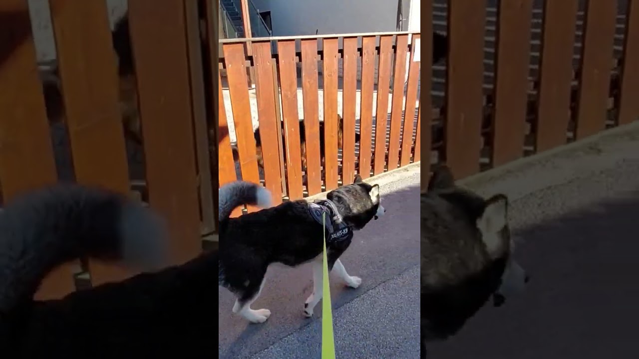 Alaskan Malamute and angry German Shepherd