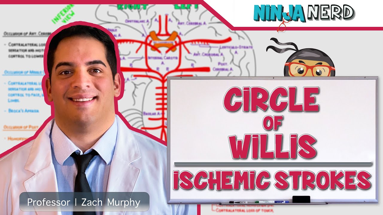 Circulatory System | Circle of Willis: Ischemic Strokes