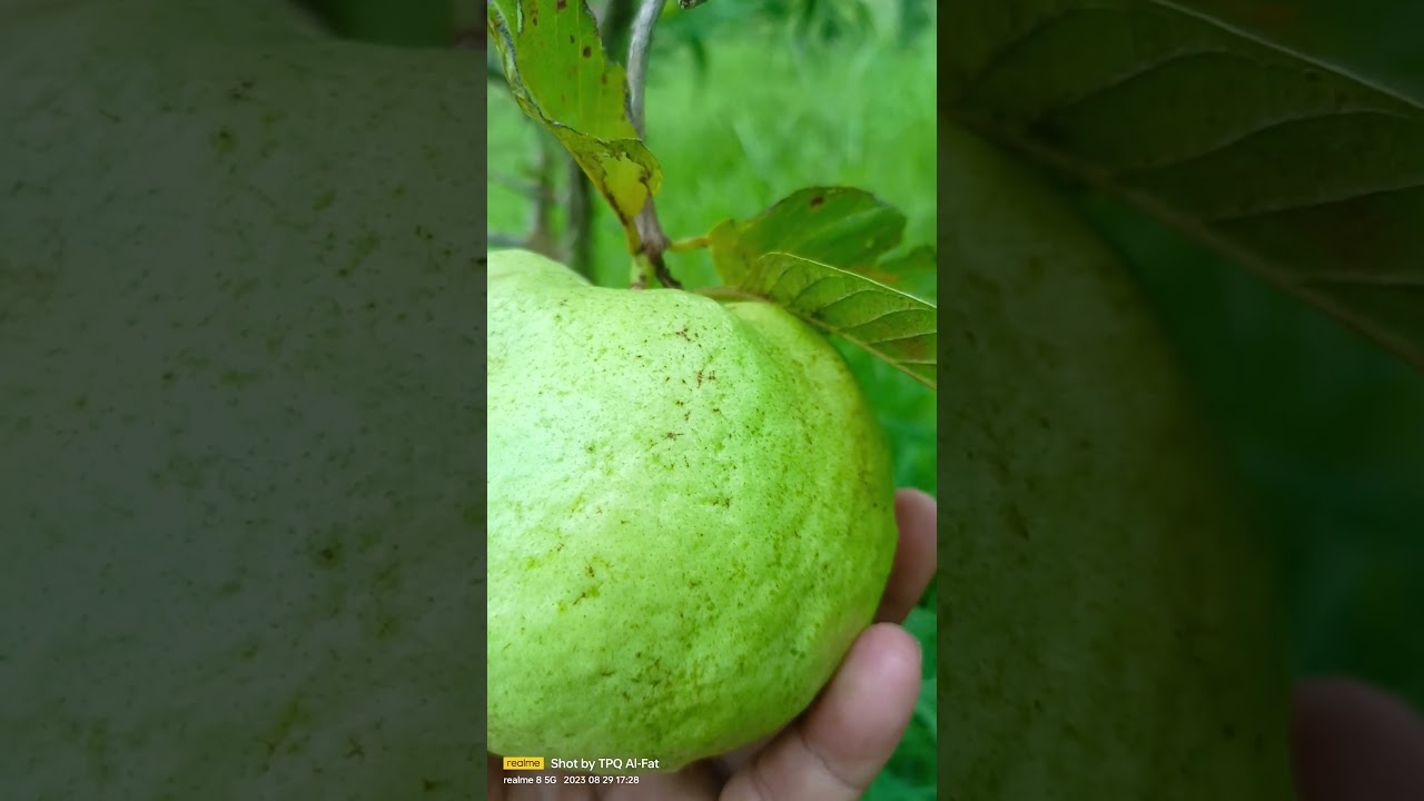 Jambu Kristal Pala siumik, kriuk dan super Manisss❤️