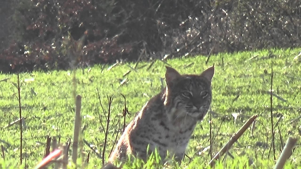Monster bobcat stalks call/decoy