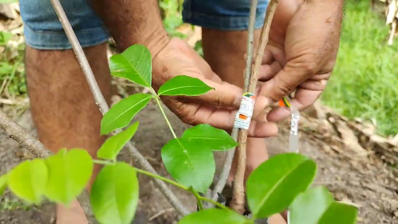 Como fazer enxerto de umbu gigante em umbu cajá e seriguela + plantio de BRS kurumi