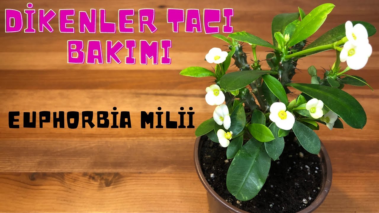 Dikenler Tacı (Euphorbia Milii) Bakımı, Çiçek Açtırma, Gübreleme, Budama ve Saksı Değişimi