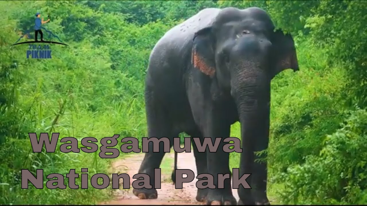 වස්ගමුව ජාතික වනෝද්‍යානය | Explore The Wild Beauty Of Wasgamuwa National Park!