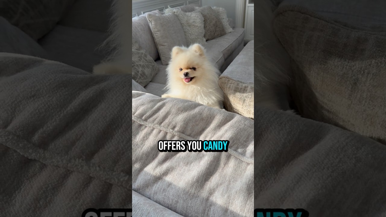 Если незнакомец предлагает вам конфеты 😂 милый щенок 🐶 
