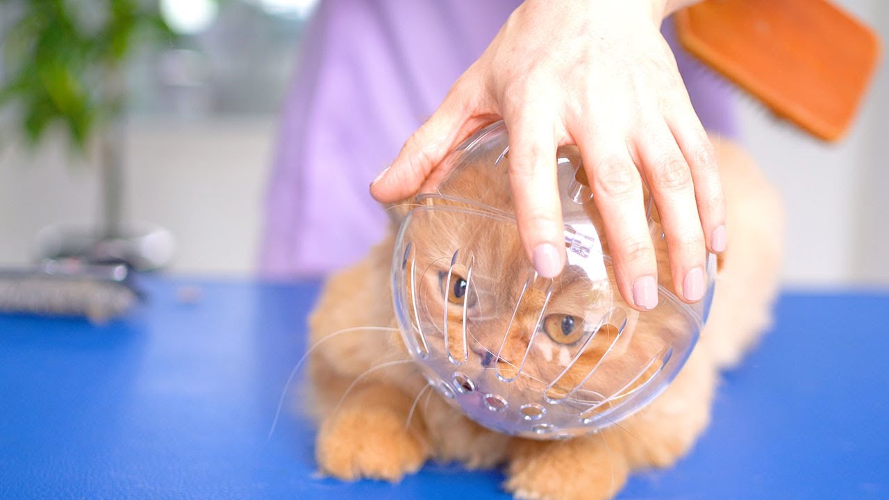 Очень-очень страшный кот!! 😻🛁✂️❤️