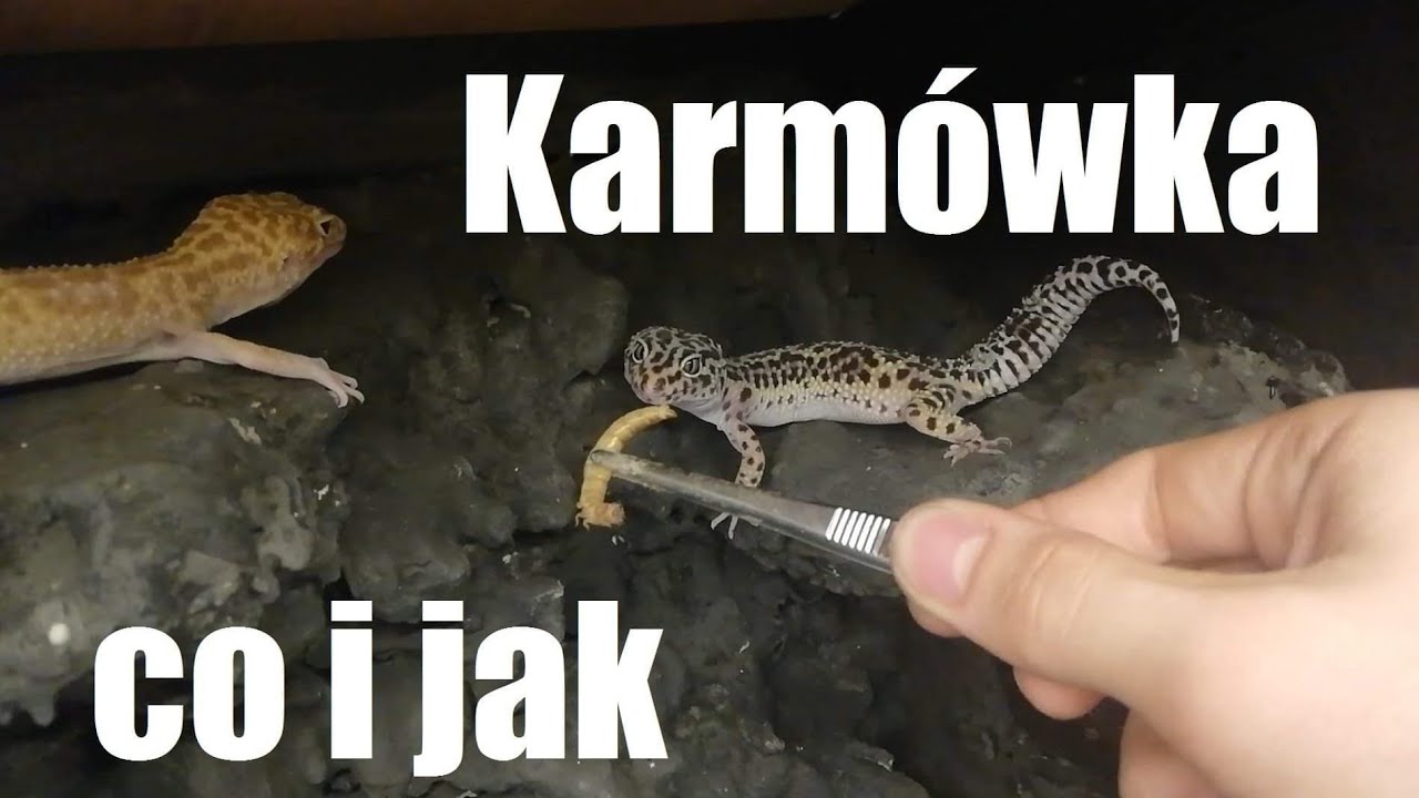 CZYM KARMIĘ MOJE ZWIERZĘTA?