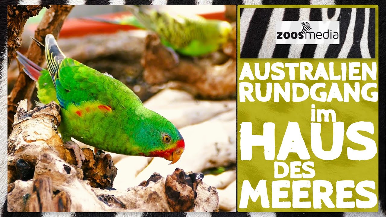 Haus des Meeres: AUSTRALIEN-Erlebniswelt | zoos.media