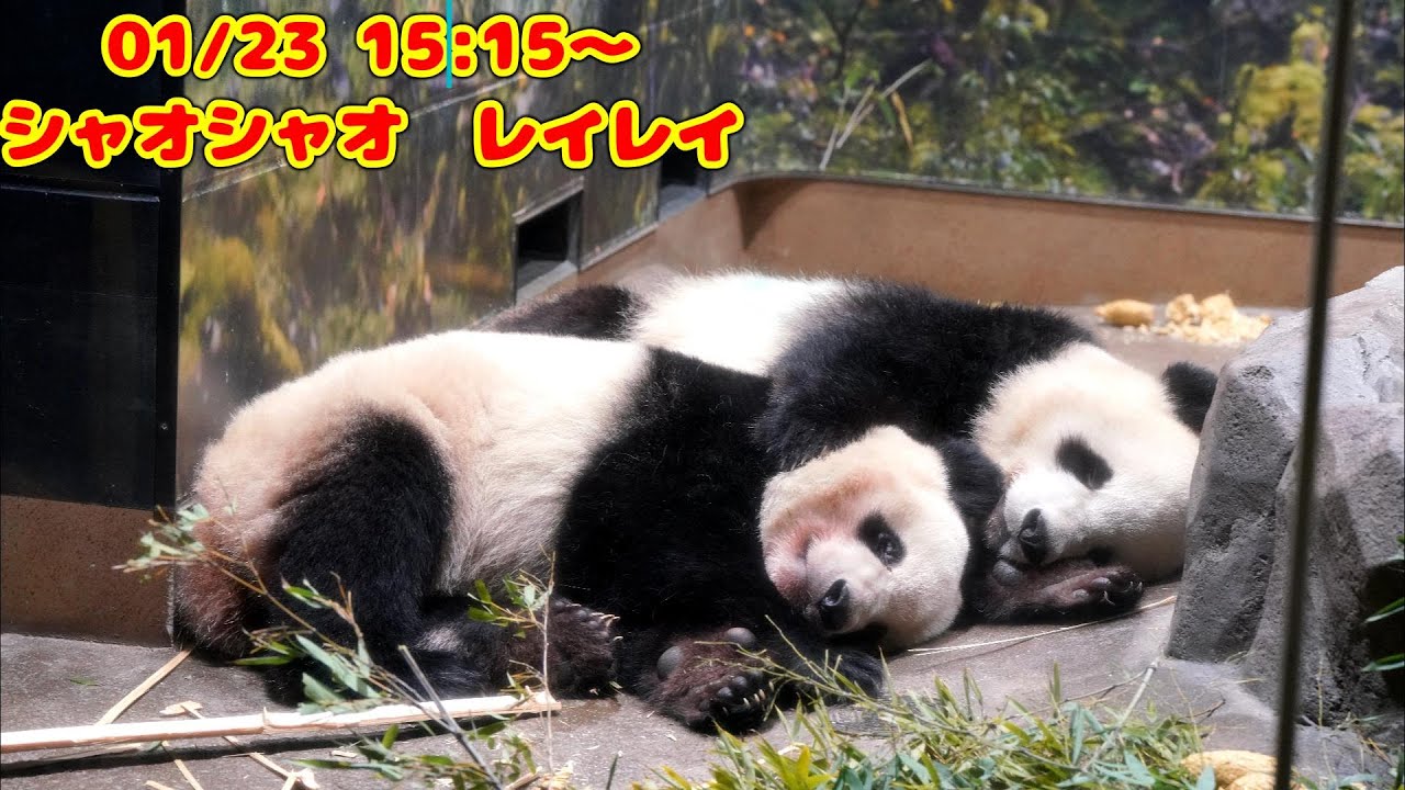 シャオシャオ レイレイ 2026年1月23日 15時15分～【パンダ】 panda