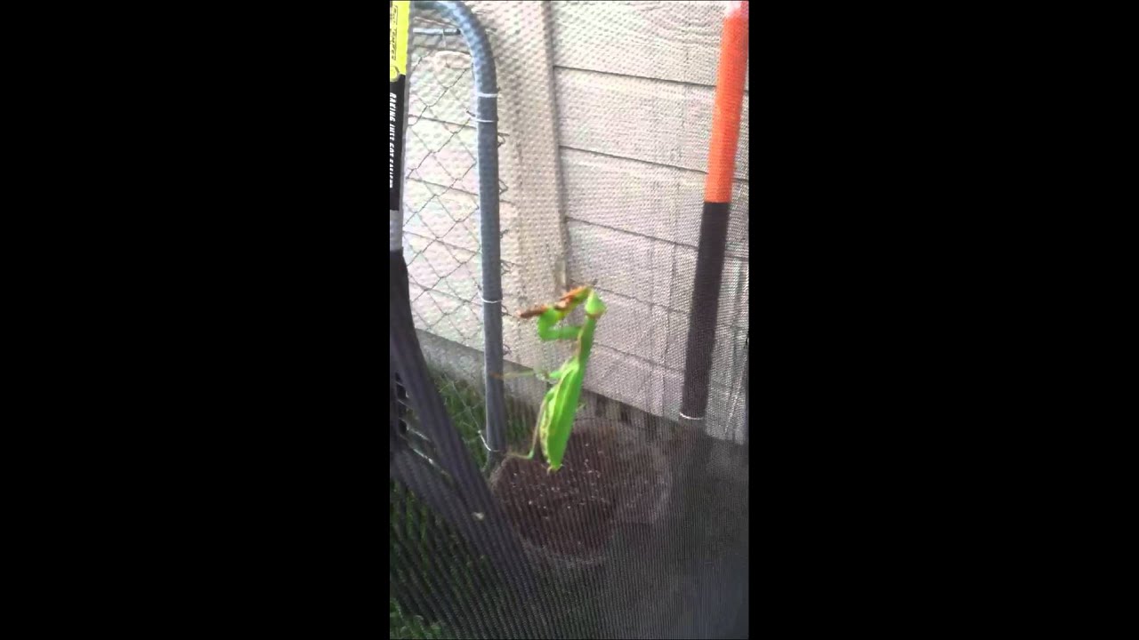Mantis eating a mosquito hawk