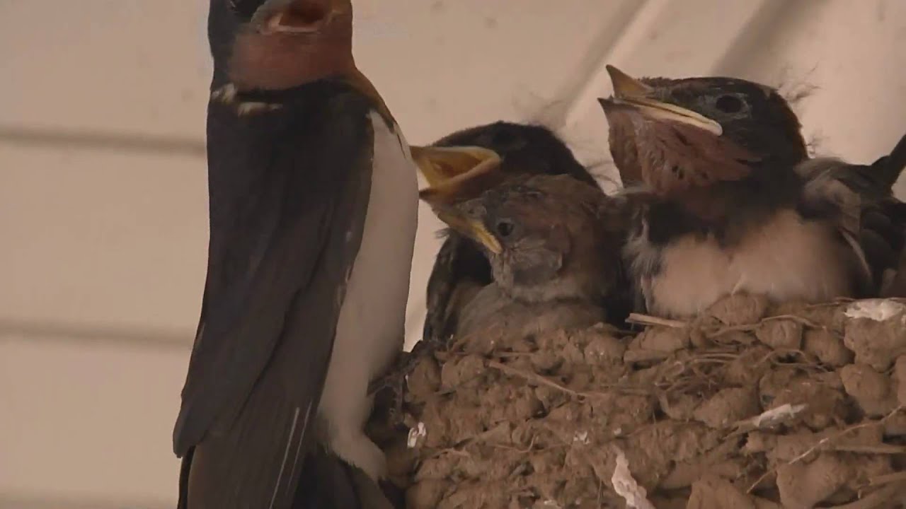 ツバメの巣にスズメの子（The ugly baby swallow?）