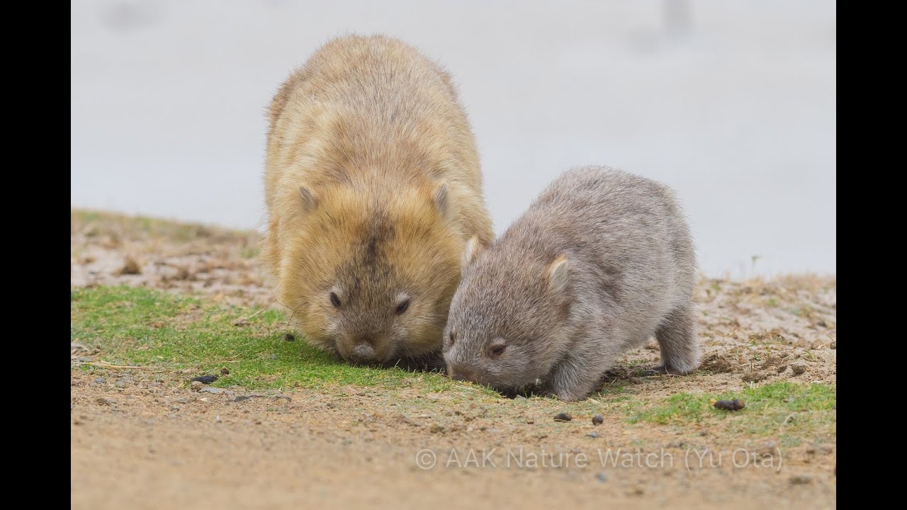 10度目のタスマニア　ウォンバットの親子、ハリモグラをはじめ野生動物や海鳥観察【AAK Nature Watch】