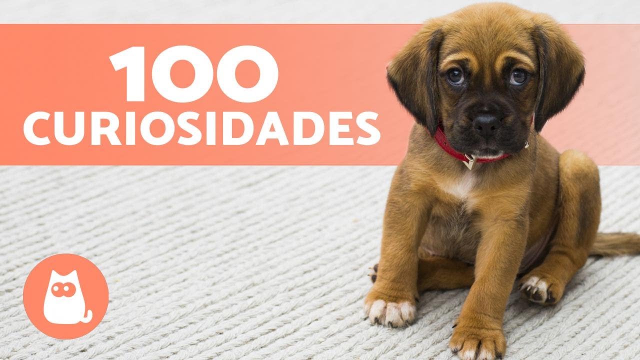 100 CURIOSIDADES sobre CACHORROS que v&atilde;o te surpreender 🐶🐾