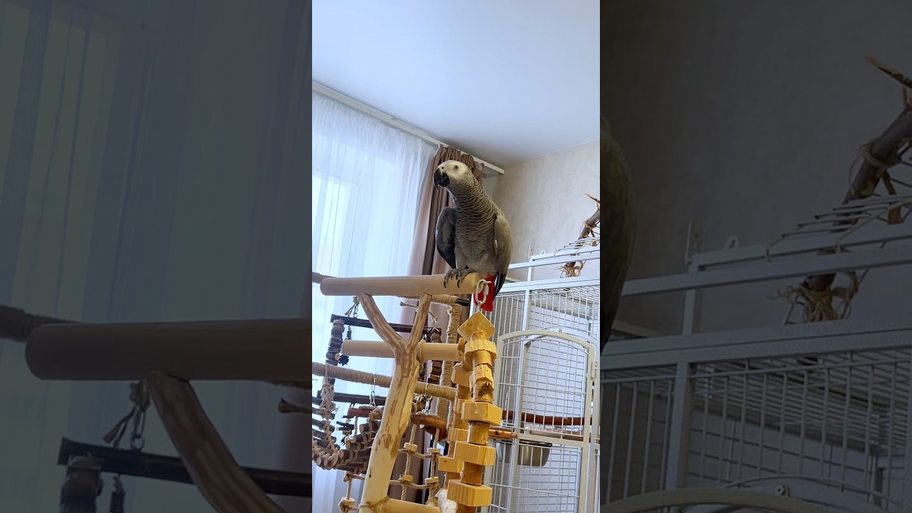 Кто поросенок то ? 🐷😁 #жакомия #смешныепопугаиговорящие #попугайжако #parrot
