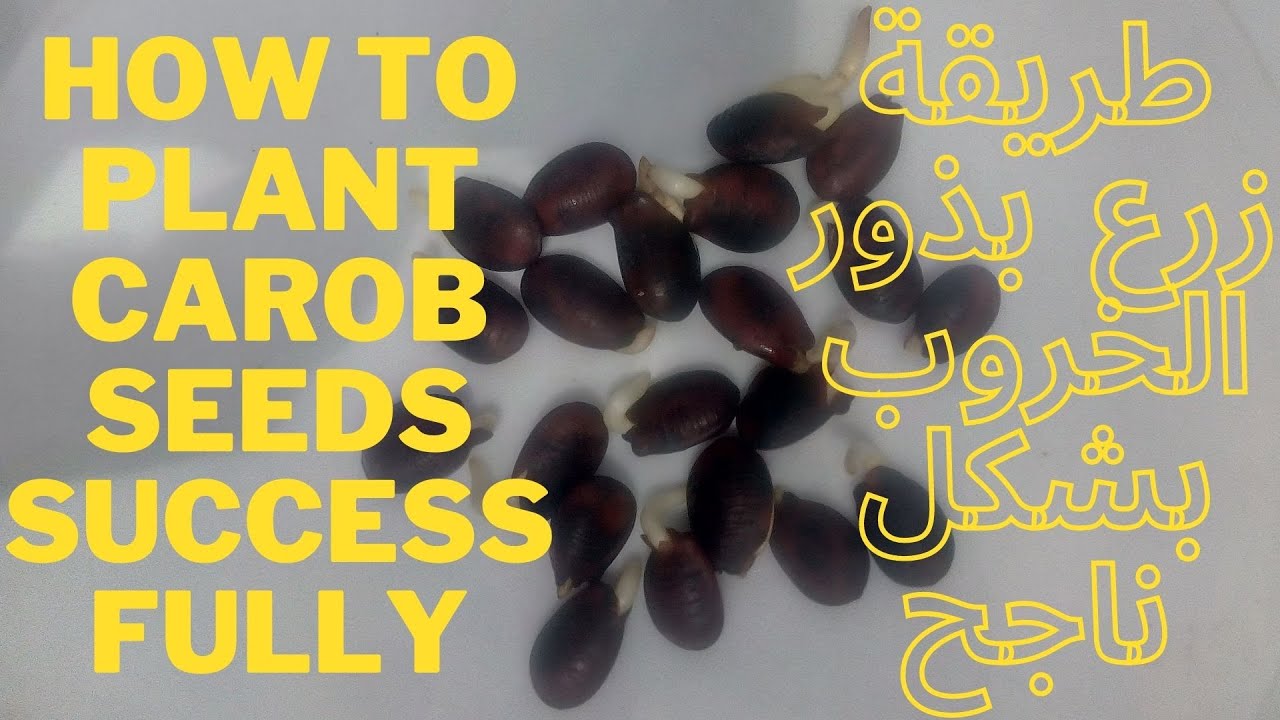 إنبات بذور الخروب الصلبة بطريقة ناجحة / Successful germination of solid carob seeds