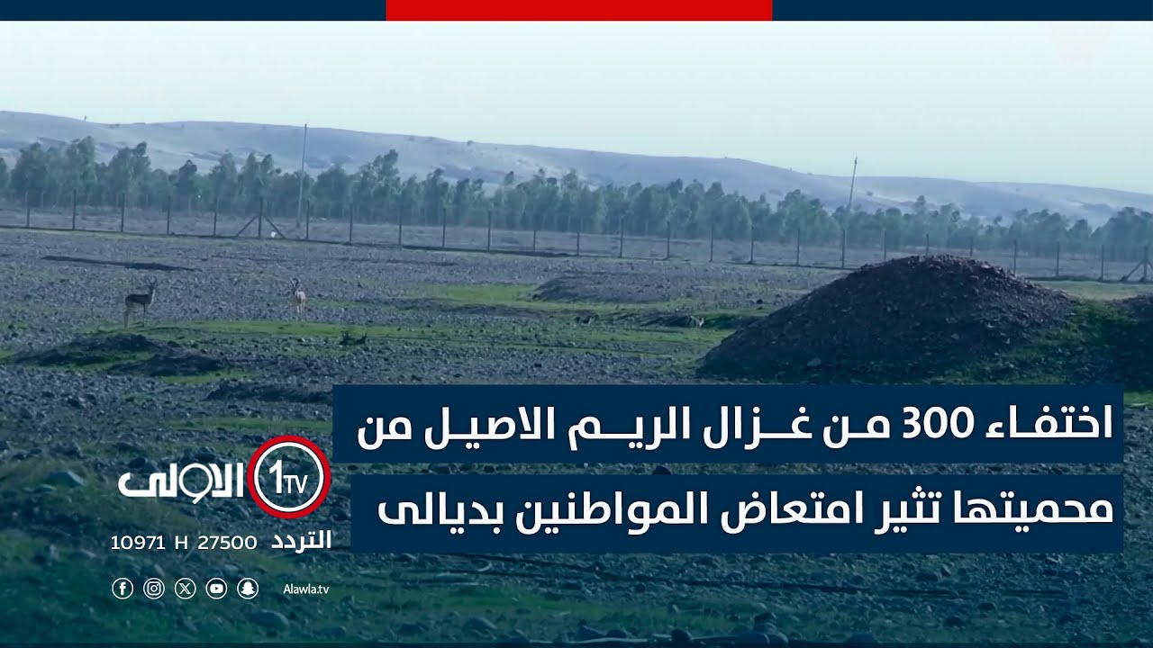 اختفاء 300 من غزال الريم الاصيل من محميتها تثير امتعاض المواطنين بديالى
