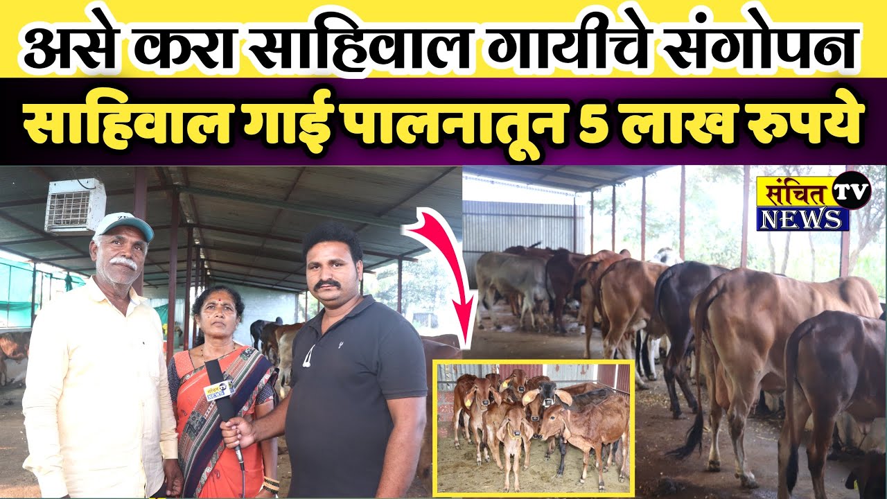 सहिवाल गायीचे संगोपन कसे करावे ? माहिती व मार्गदर्शन | Sahiwal Cow sangopan Maharashtra 2021