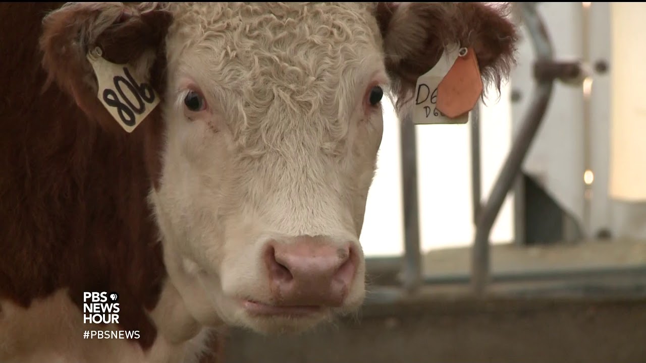 Should plant-based meat replace beef completely?