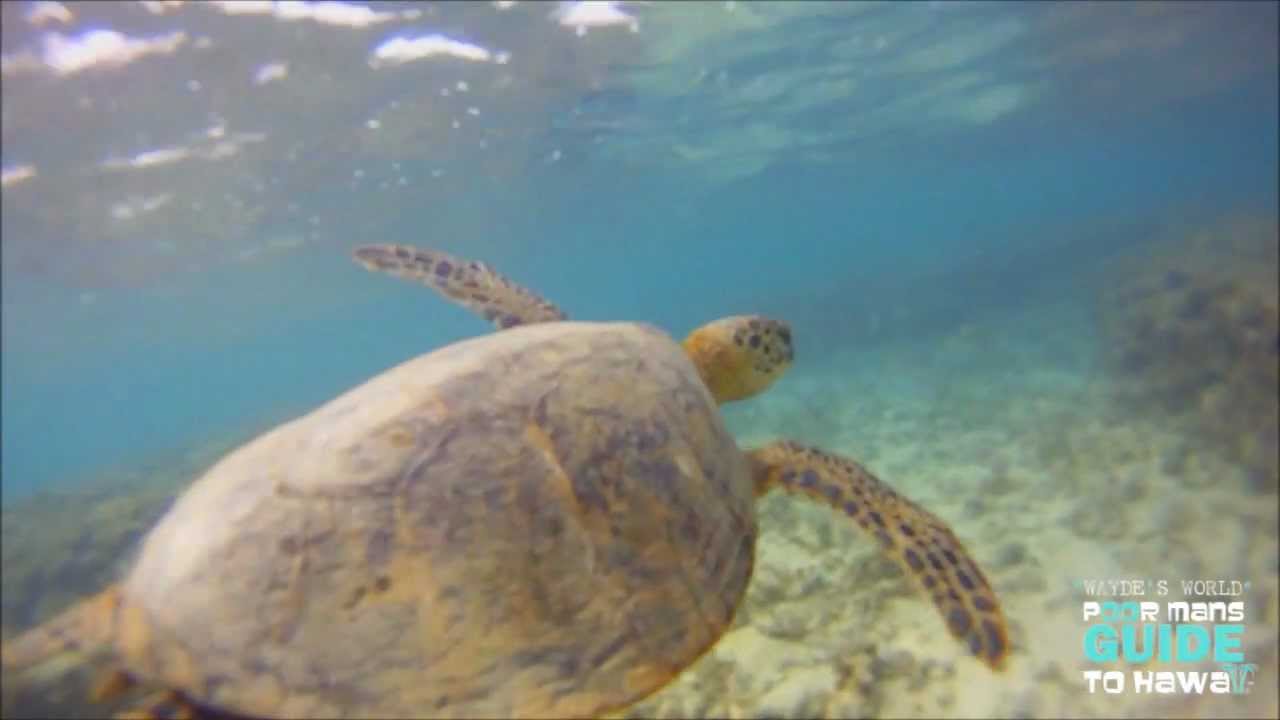 THE HAWAIIAN GREEN SEA TURTLE ( THE HONU ) HD 