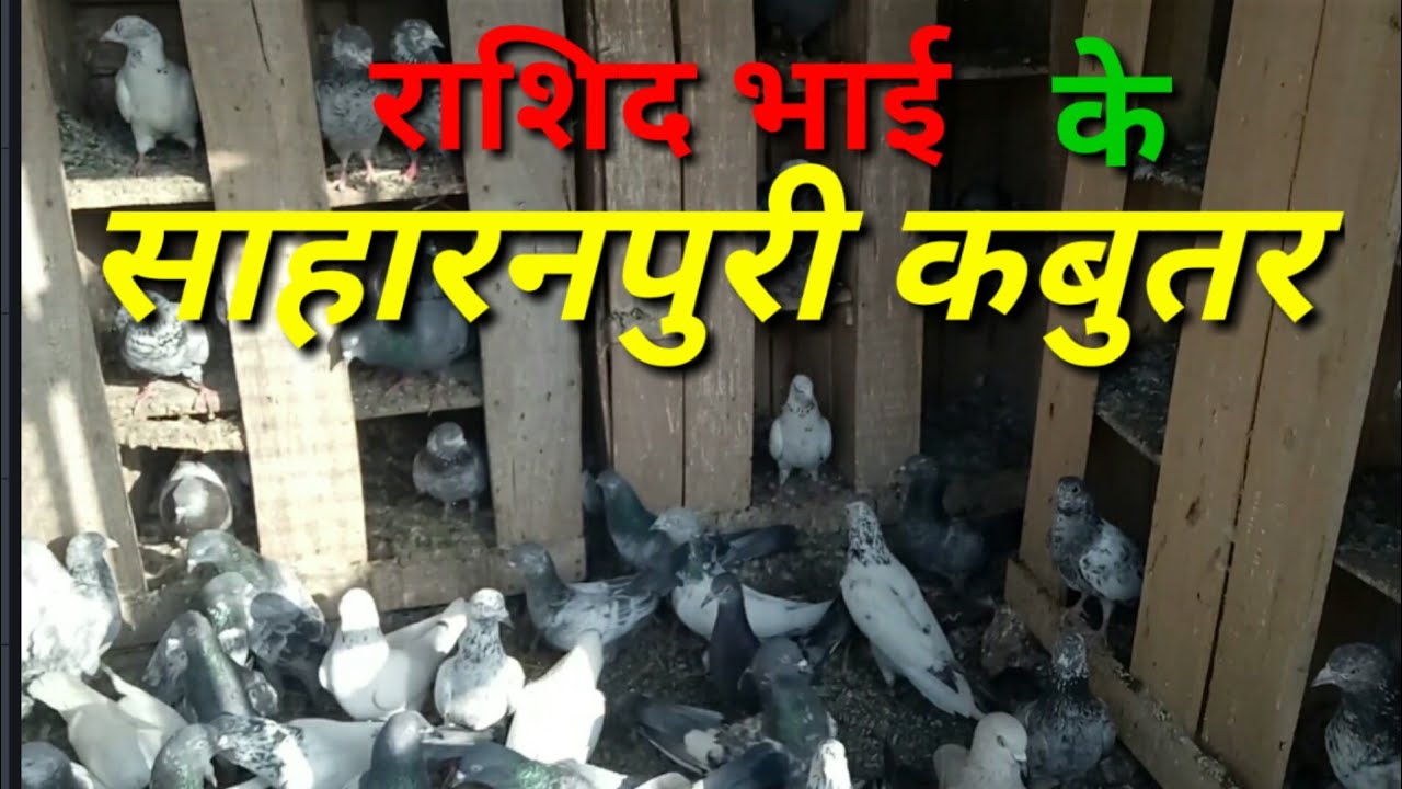Saharanpuri Pigeon.saharanpuri kabutar.Part 2