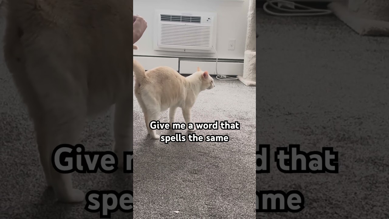 If you know english prove it 👇#viral #shorts #cat