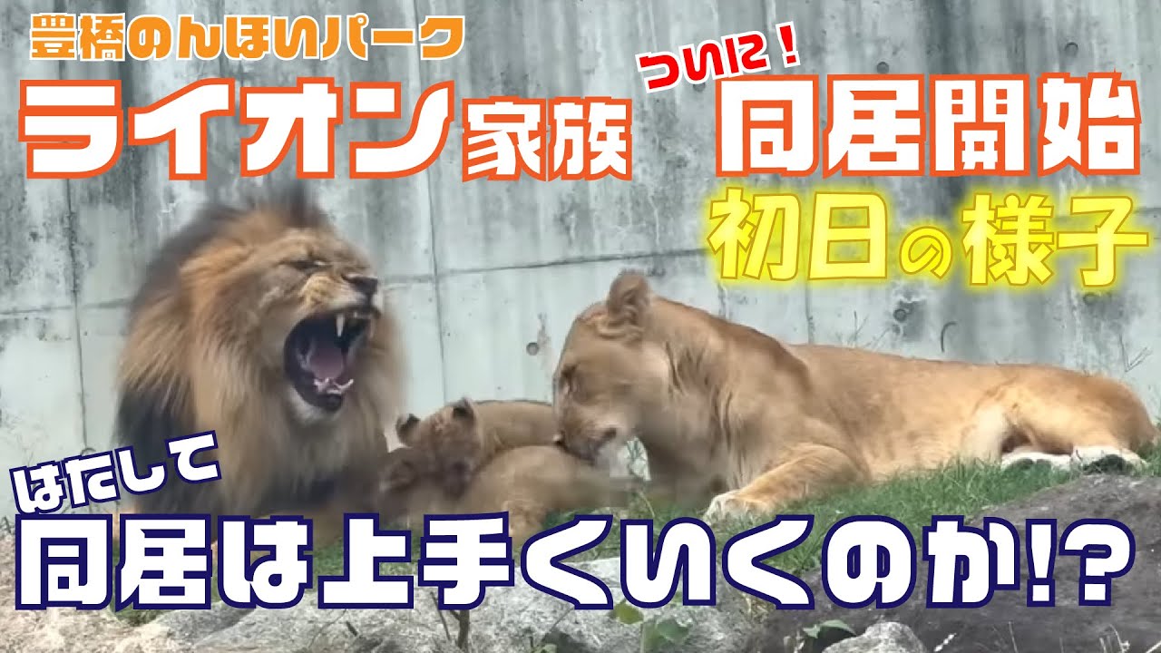 【速報】ライオン家族、ついに同居開始！初日の様子を大公開🦁✨️