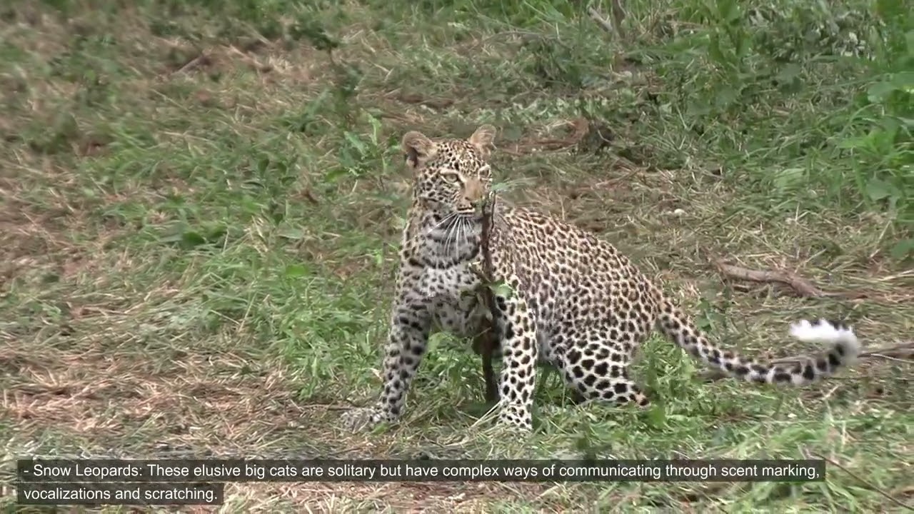 Beyond the Group: The Complex Social Lives of Solitary Creatures