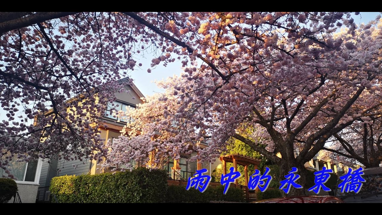 雨の永東橋       (雨中的永東橋)