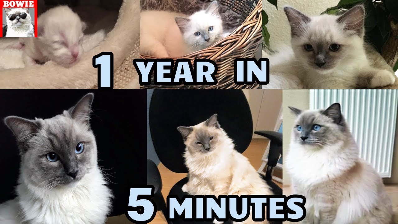 Kitten to Cat 