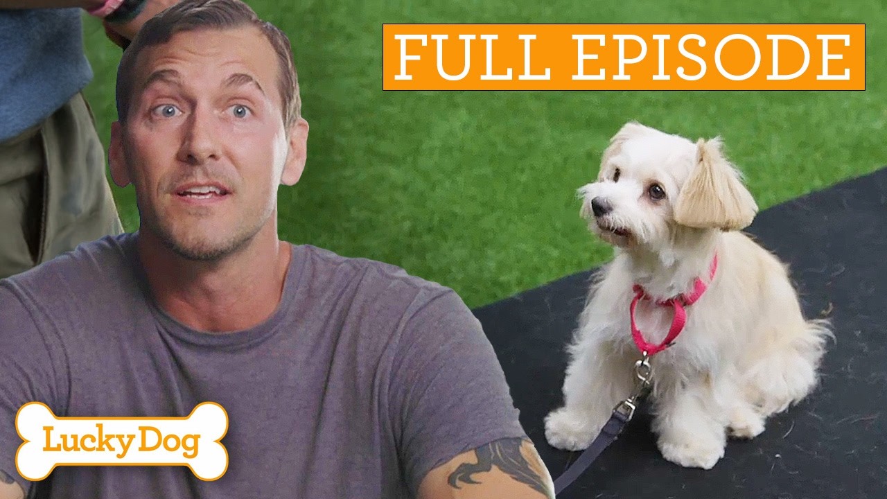 Heart-breaking Street Dog Could Be Impossible To Rehome | Full Episode S4 Ep10 | Lucky Dog