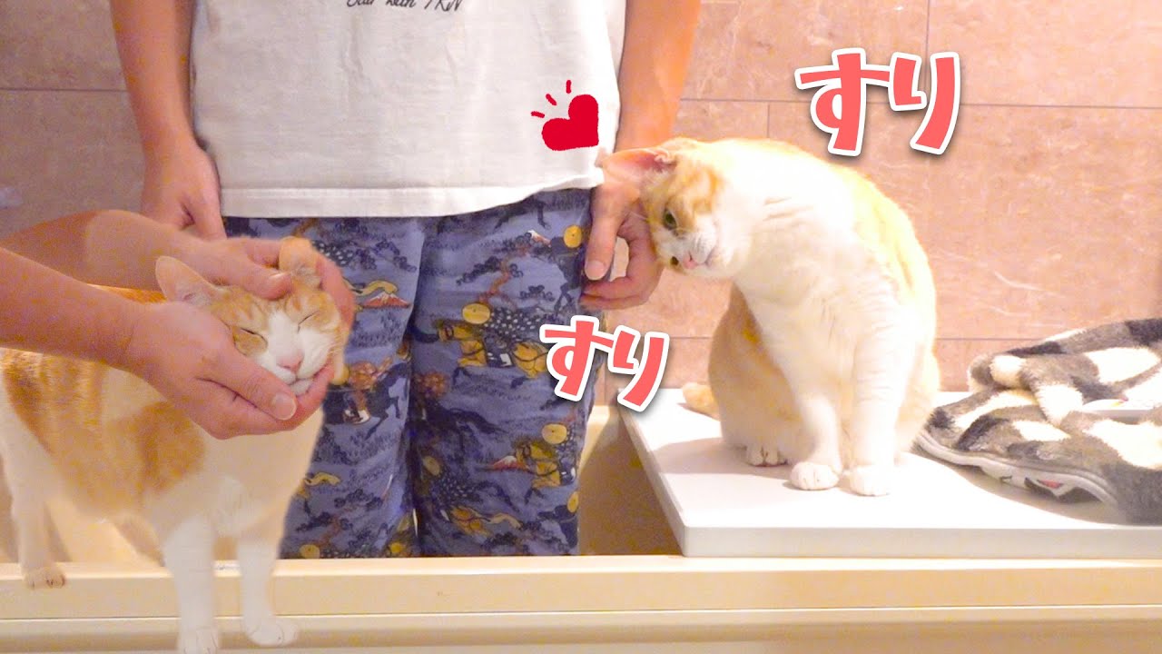 なぜかお風呂場でだけ異常に甘えてくる猫