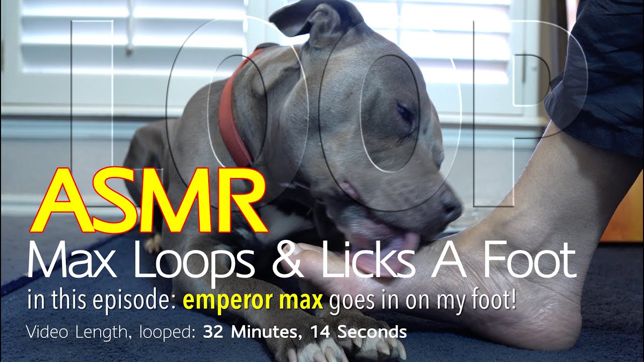 Max Loops | 30 Minutes of Licking | ASMR DOG LICKING | No Talking