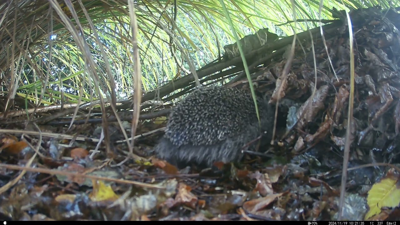 Hedgehog nest